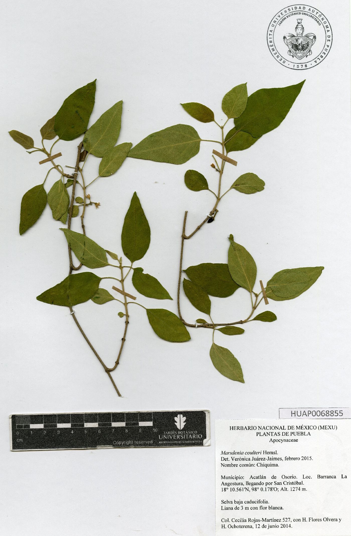 Ruehssia coulteri image