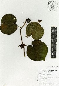 Matelea cyclophylla image