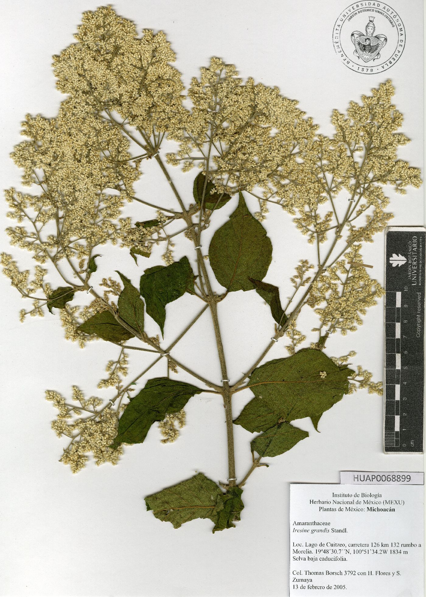 Iresine cassiniiformis image