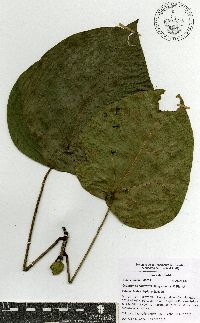 Oreopanax capitatus image