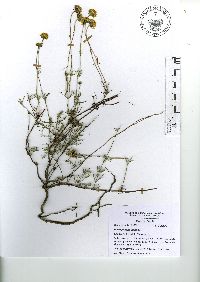 Image of Picradeniopsis pringlei