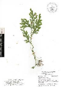 Selaginella stellata image