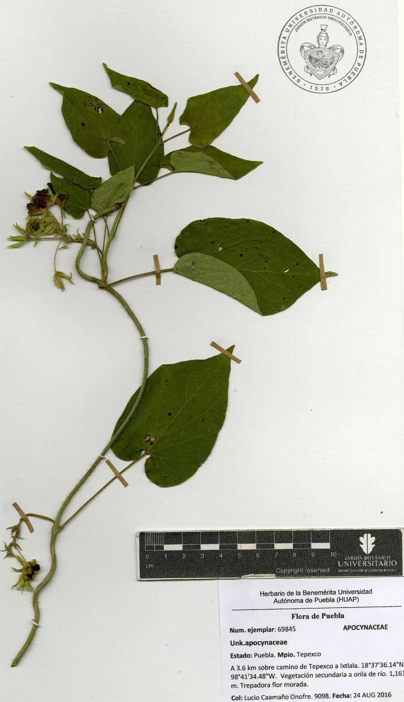 Polystemma guatemalense image