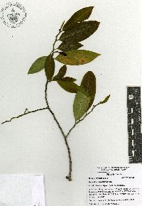 Image of Vallesia conzattii