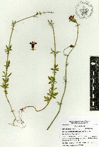 Adenophyllum glandulosum image