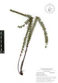 Asplenium monanthes image