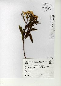 Baccharis salicifolia image