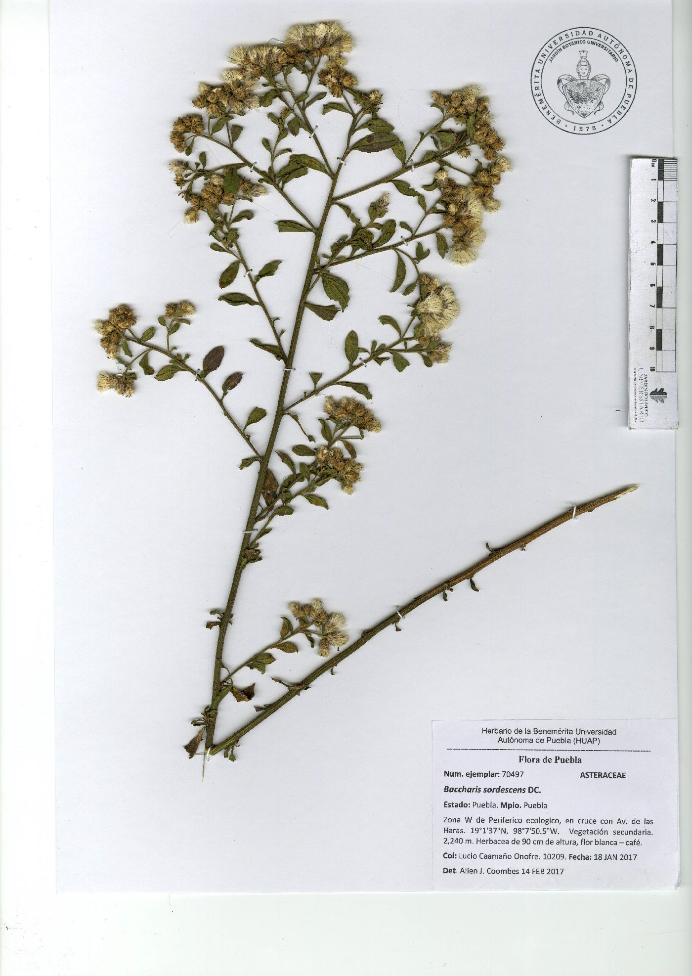 Baccharis sordescens image