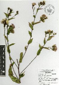 Acourtia cordata image