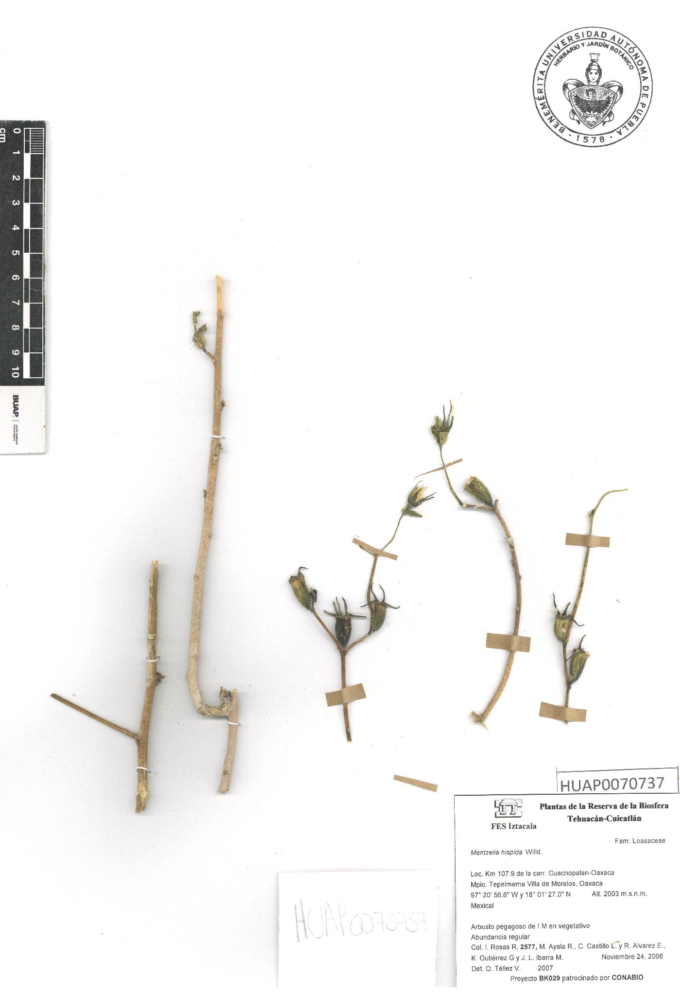 Mentzelia hispida image