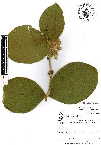 Prestonia mexicana image