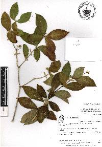 Rauvolfia tetraphylla image