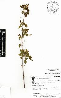 Oxalis rhombifolia image