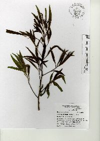 Baccharis salicifolia image