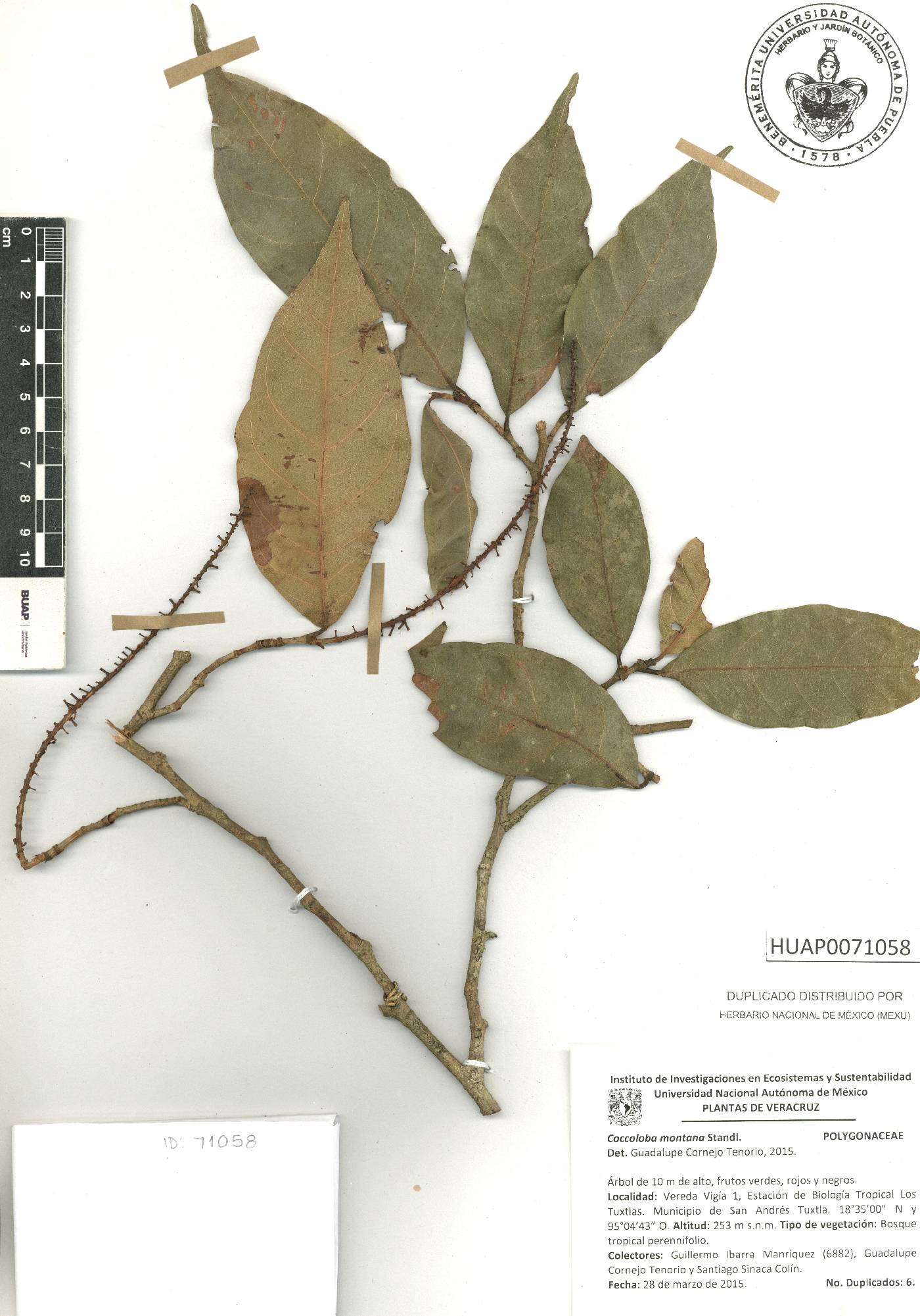 Coccoloba montana image