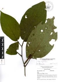 Piper lapathifolium image