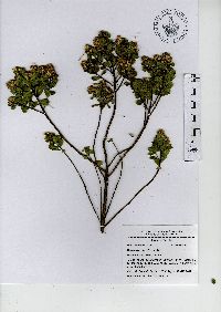 Baccharis conferta image