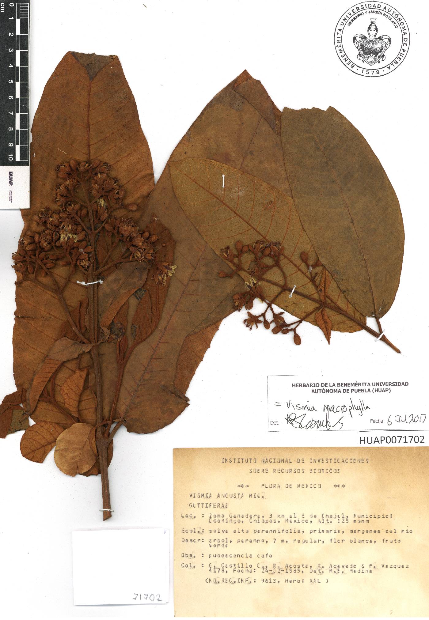 Vismia macrophylla image