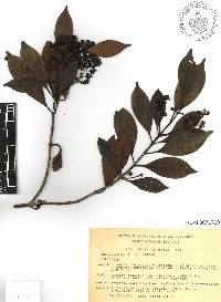 Chiococca alba image