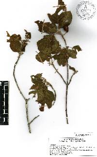 Guettarda insularis image