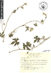 Gronovia scandens image