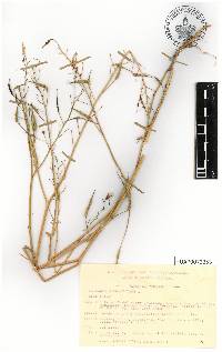 Raphanus raphanistrum image