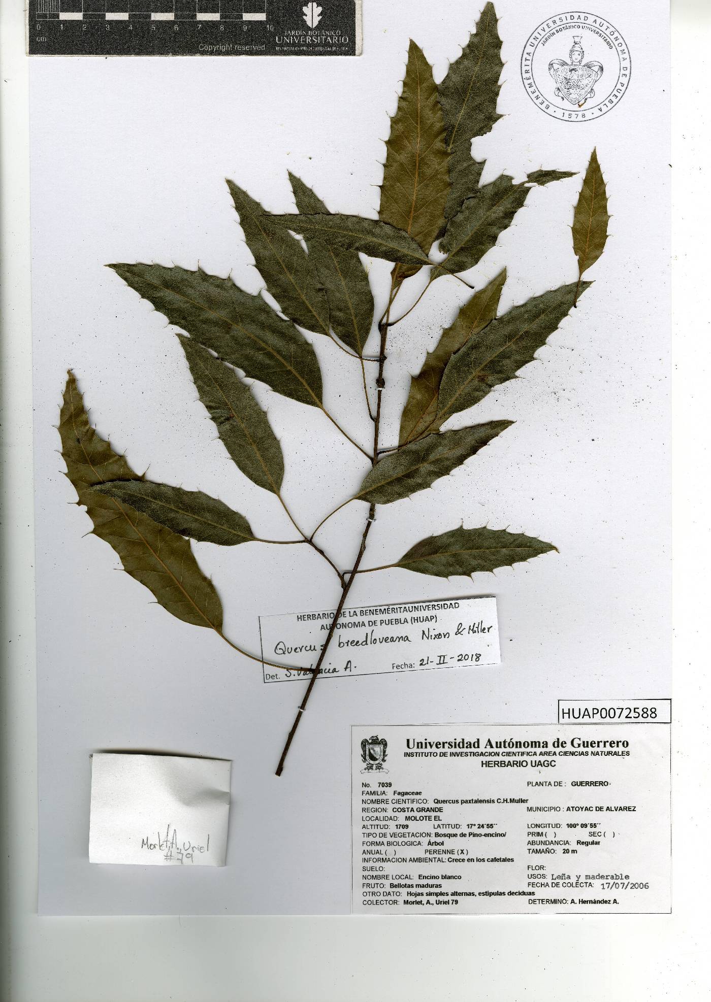 Quercus breedloveana image