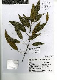 Image of Quercus breedloveana