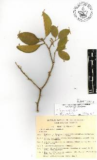 Citrus x aurantiifolia image