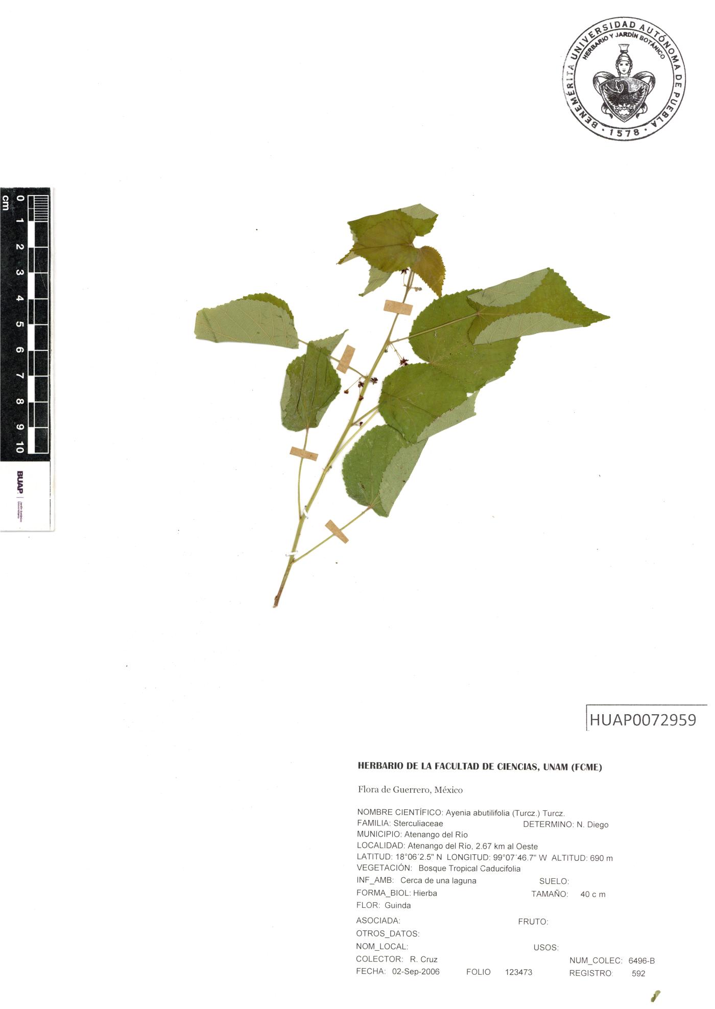 Ayenia abutilifolia image
