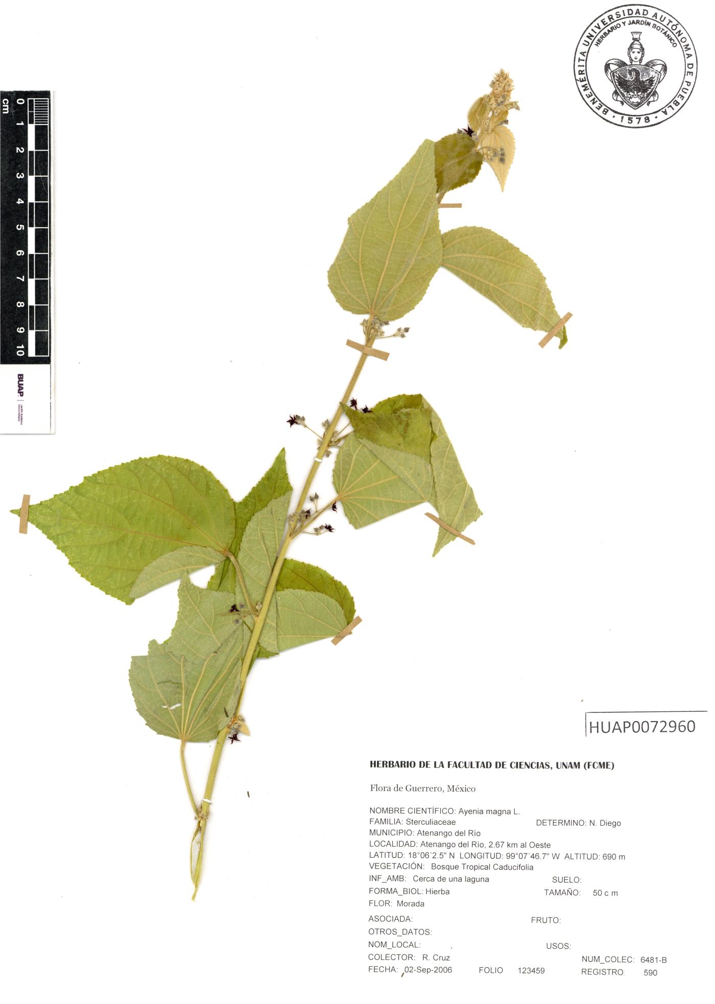 Ayenia magna image
