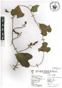 Ipomoea alba image