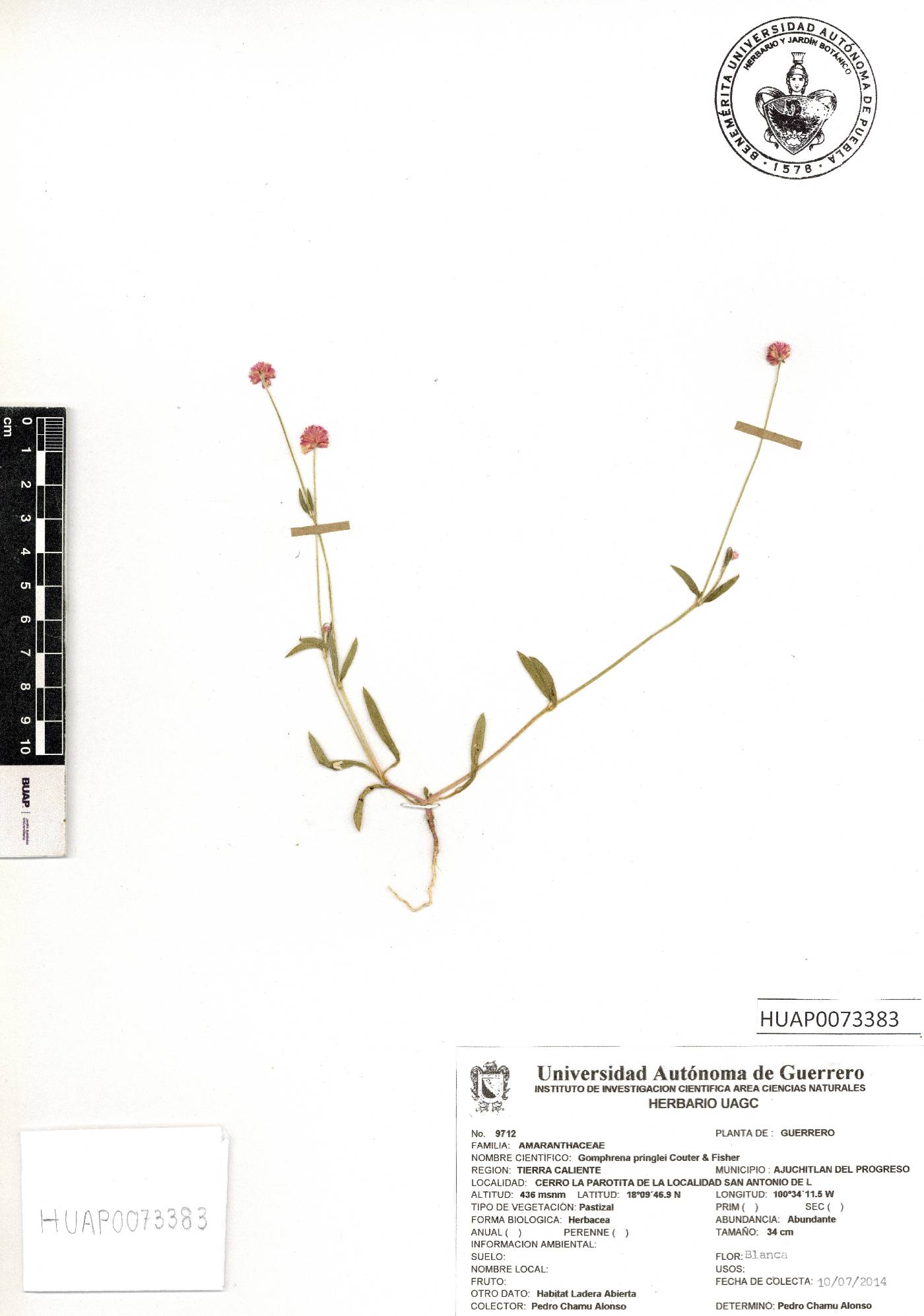 Gomphrena pringlei image