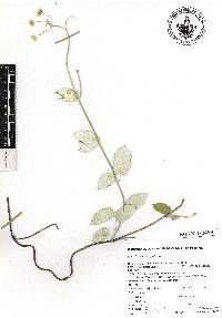 Funastrum pannosum image