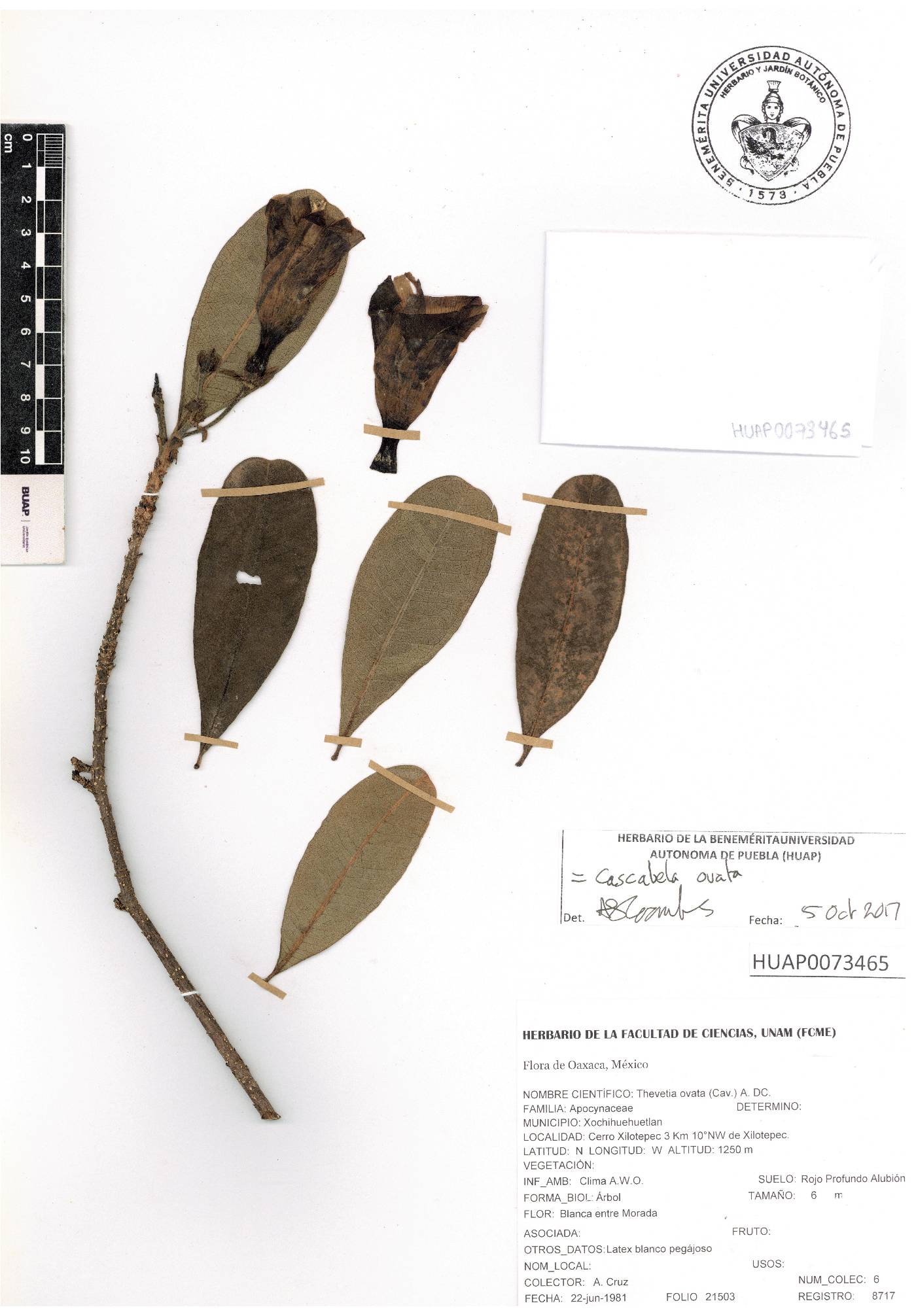 Cascabela ovata image