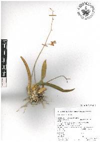 Oncidium reflexum image