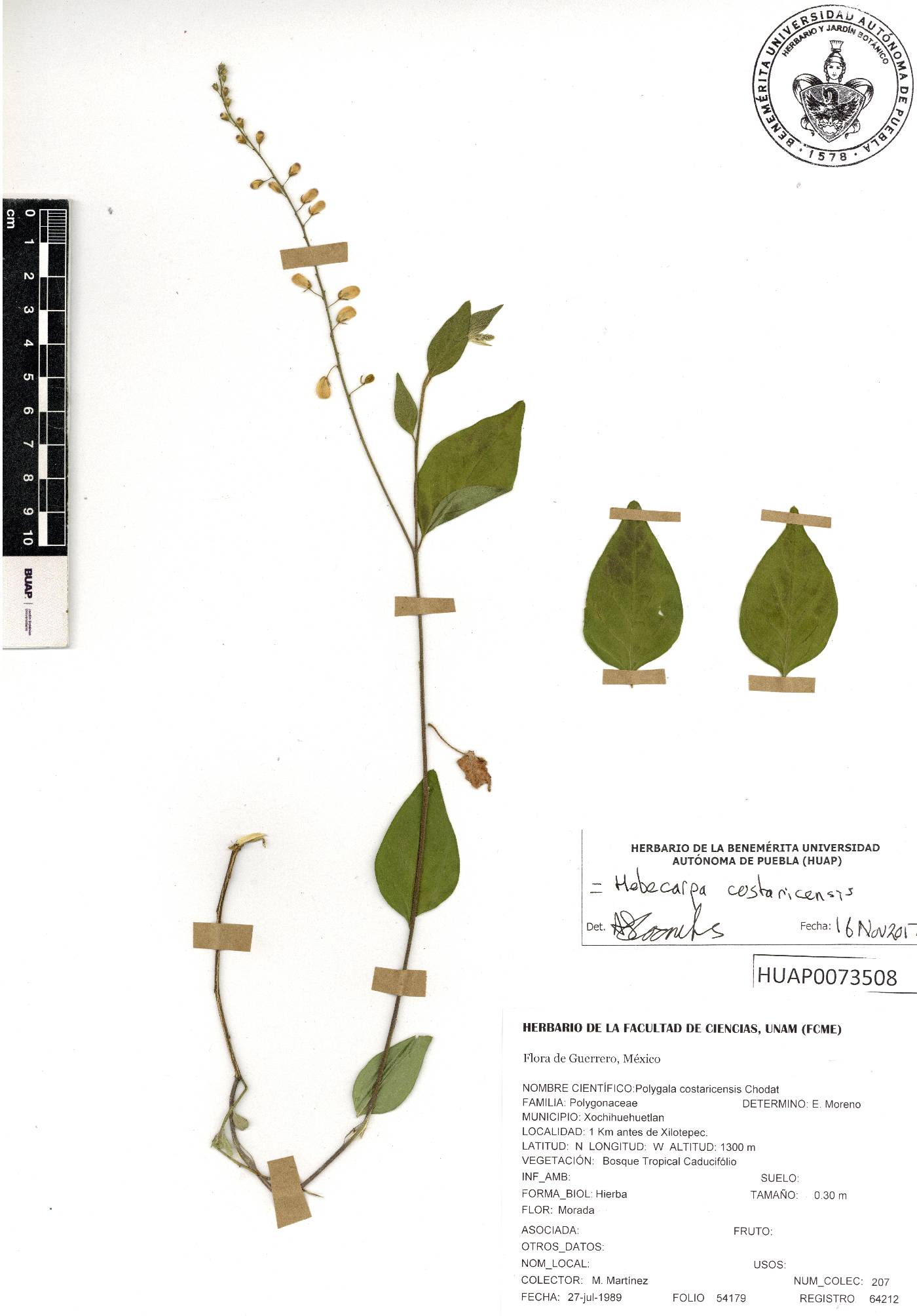 Hebecarpa costaricensis image