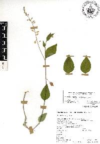 Hebecarpa costaricensis image