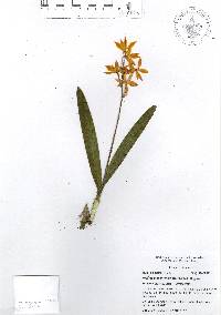 Prosthechea vitellina image