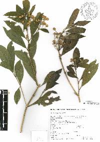 Lippia myriocephala image