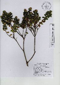 Baccharis conferta image