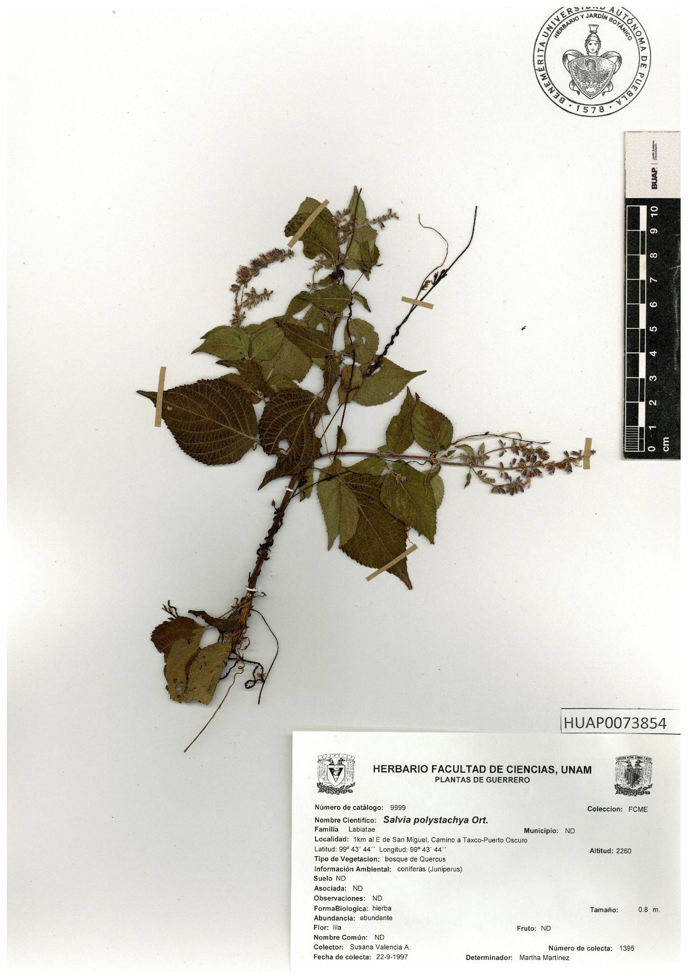 Salvia polystachia image