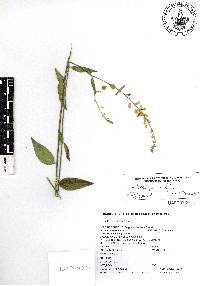 Hebecarpa rivinifolia image