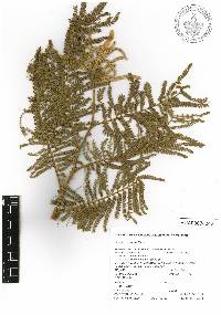 Mimosa benthamii image