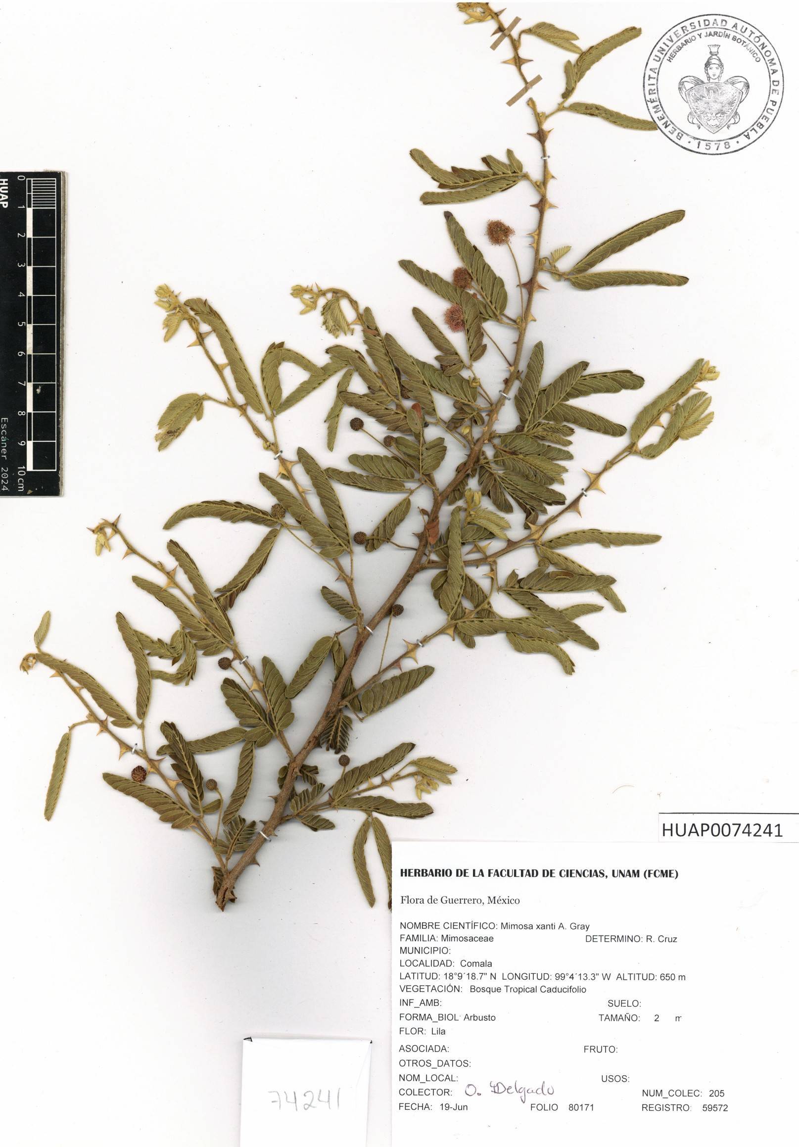 Mimosa xanti image
