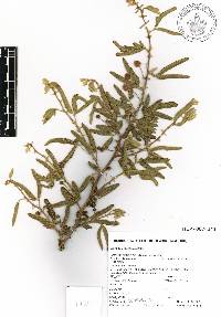 Mimosa xanti image