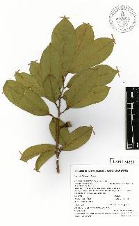 Annona muricata image