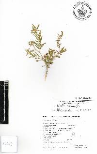 Vachellia macracantha image