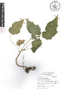 Begonia manicata image