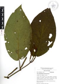 Piper lapathifolium image
